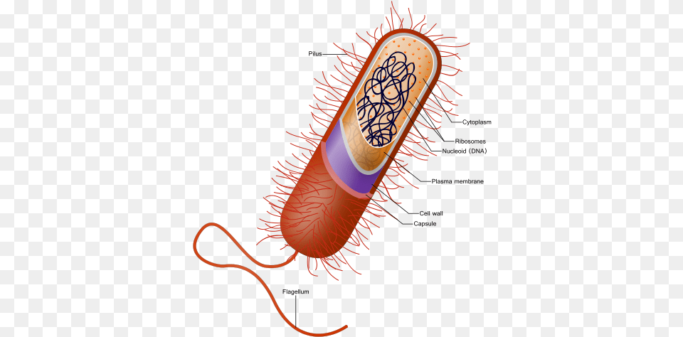 Prokaryote Cell Example Of Cell, Weapon, Dynamite, Smoke Pipe Free Png