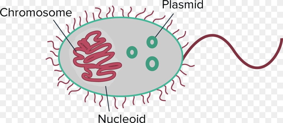 Prokaryotes Generally Have A Single Circular Chromosome Prokaryotic Genome, Blackboard, Disk Free Transparent Png