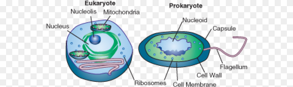 Prokaryotic And Eukaryotic Cells Simple, Astronomy, Outer Space Free Png