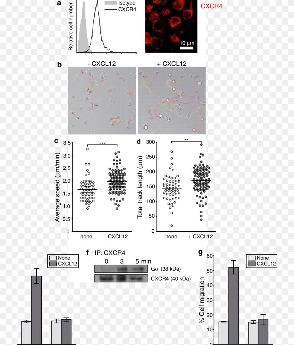 Promotes Npc Migration A Cxcr4 Expression On, Paper, Text, Advertisement, Qr Code Png Image