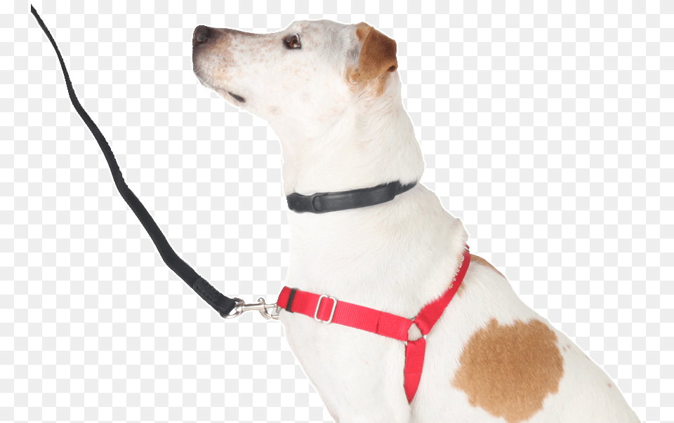 Prong Alternatives Sf Spca Dog Harness Front Clip, Accessories, Strap, Leash, Animal Png Image