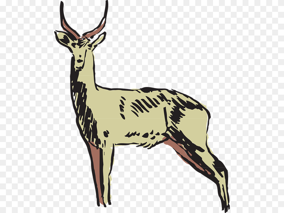 Pronghorn Antelope Clipart Gazelle, Wildlife, Animal, Deer, Mammal Png