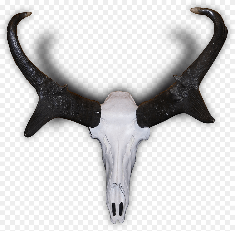 Pronghorn Antelope Skull, Antler, Cross, Symbol Png Image