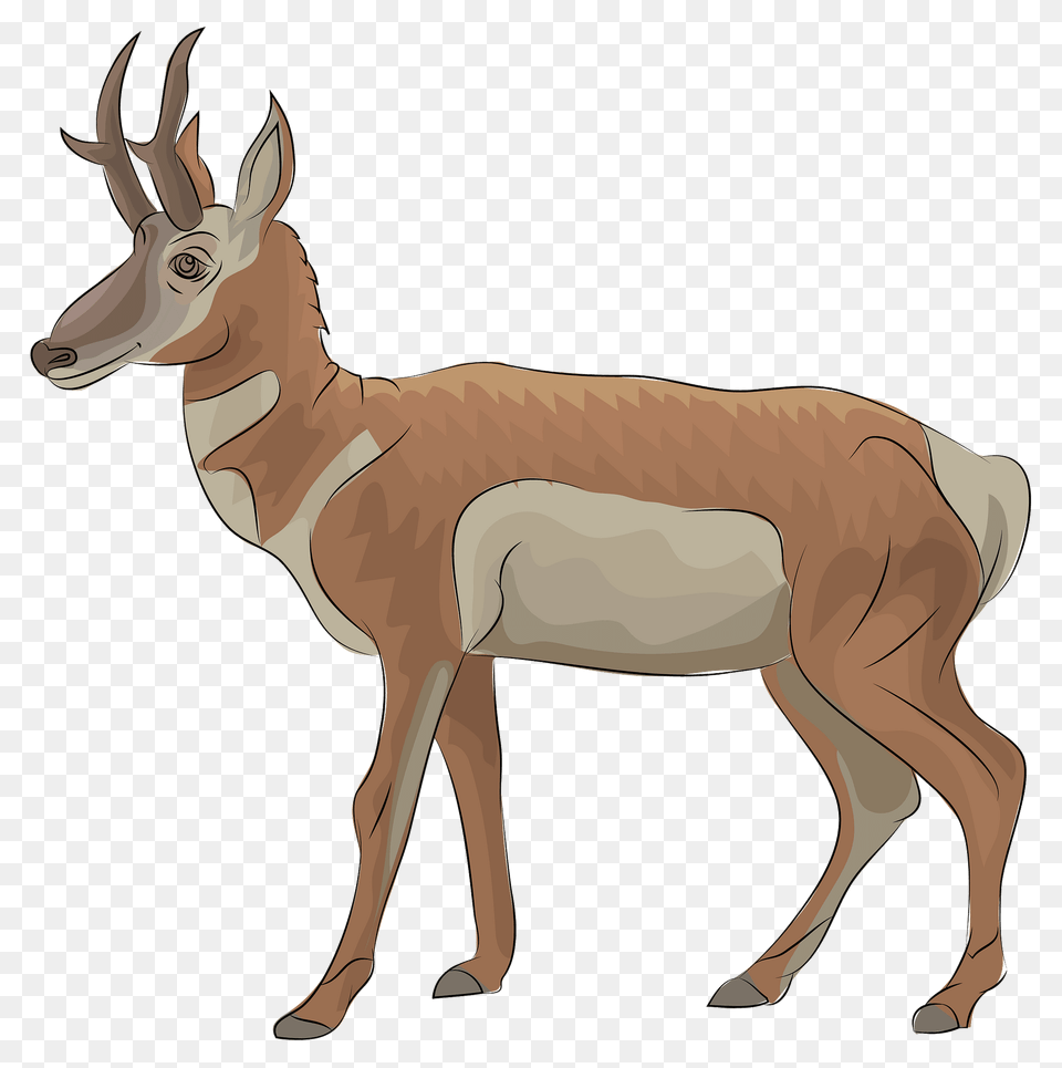 Pronghorn Clipart, Animal, Antelope, Gazelle, Mammal Png Image