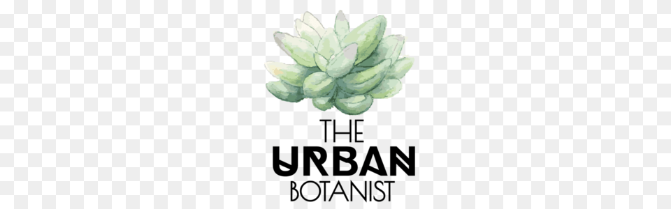 Propagating Succulents The Urban Botanist Terrarium Workshops, Dahlia, Flower, Leaf, Plant Png