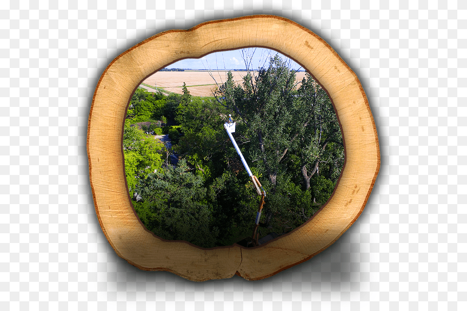 Property Maintenance Cypress Family, Hole, Plant, Tree, Wood Png