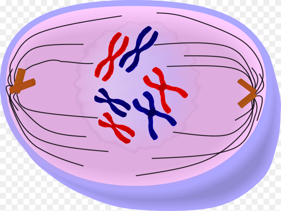 Prophase, Balloon, Food Free Png