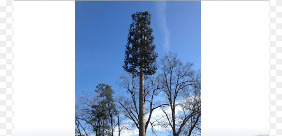 Proposed 39monopine39 Tower To Improve Cell Signals Near Pond Pine, Fir, Plant, Tree, Tree Trunk Free Png Download