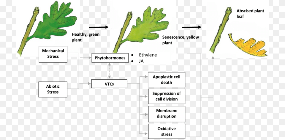 Proposed Pathways For Vtcs Induced Senescence And Abscission Abscission, Herbs, Leaf, Moss, Plant Free Png Download