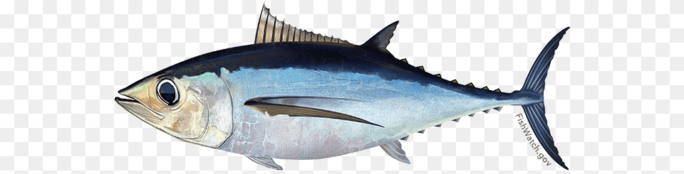 Proposed Rule For Atlantic Bluefin Tuna And Northern Albacore, Animal, Bonito, Fish, Sea Life Free Png Download