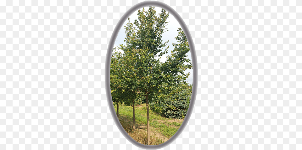 Prospector Elm Ulmus Wilsoniana Schneid Pond Pine, Plant, Tree, Maple, Oak Free Transparent Png