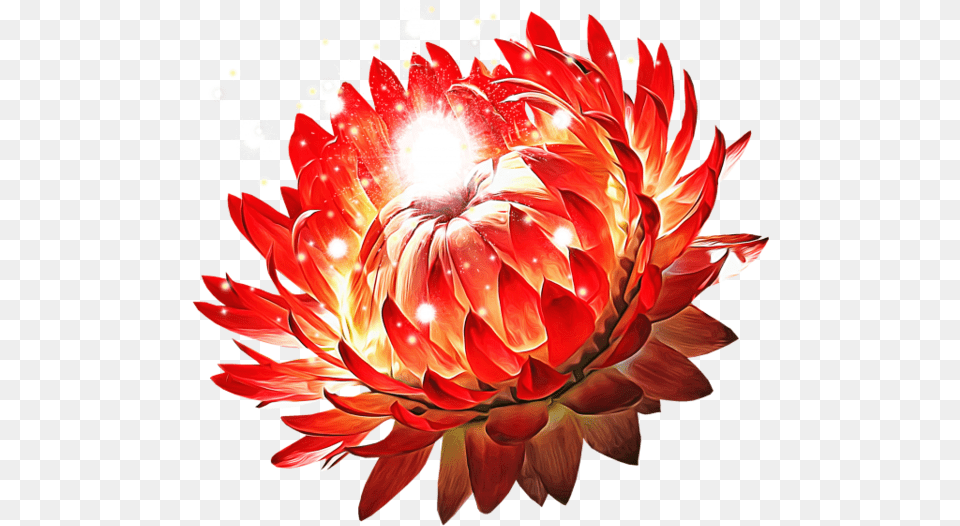 Protea, Dahlia, Flower, Petal, Plant Free Png