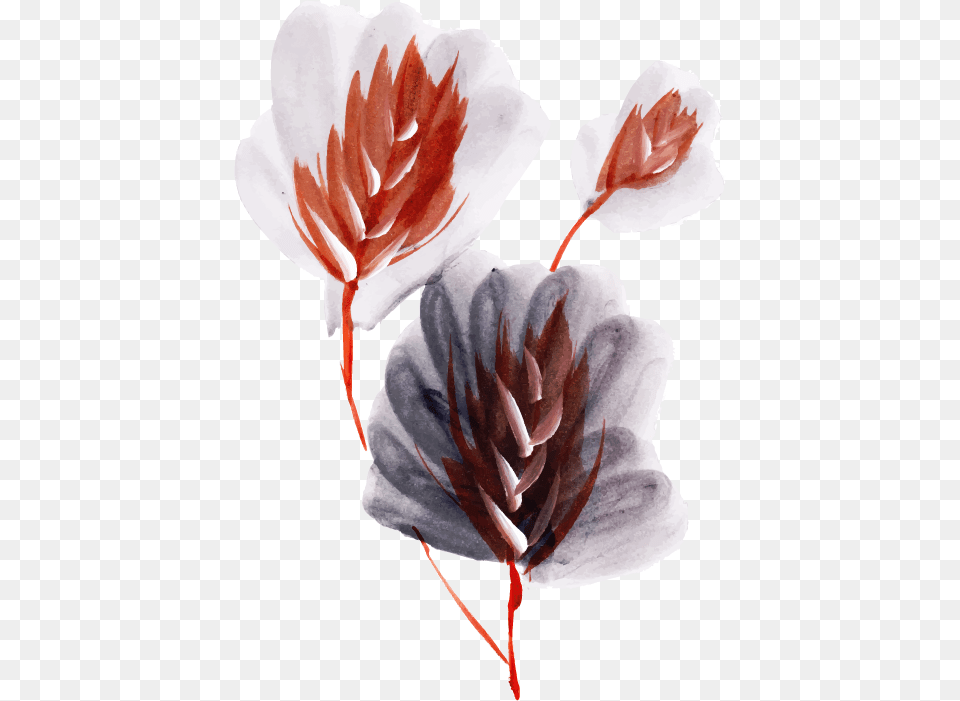 Protea, Leaf, Plant, Art, Painting Free Png
