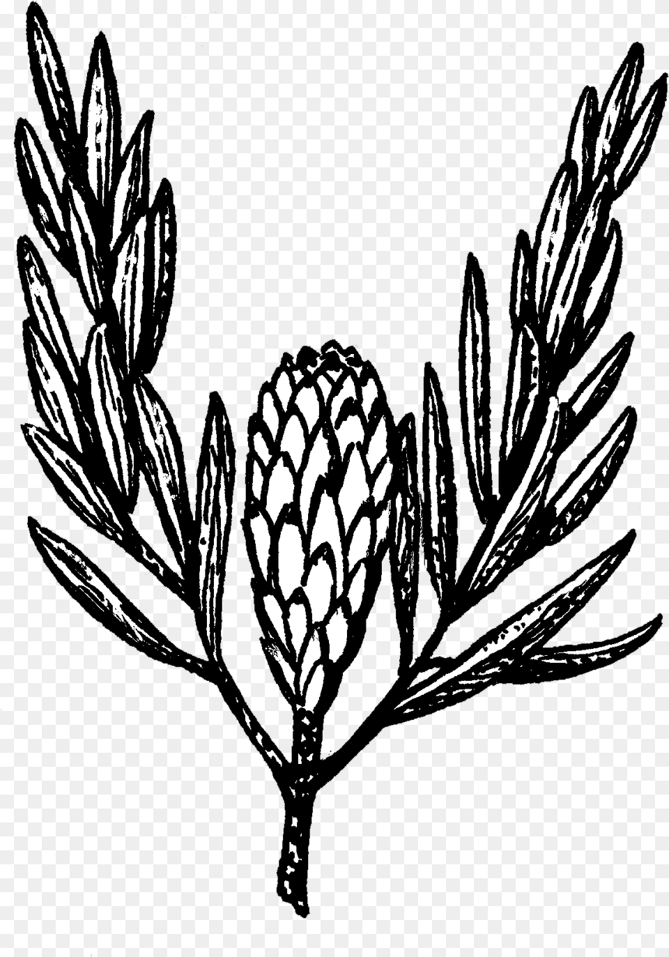 Protea Illustration, Conifer, Plant, Tree Png Image