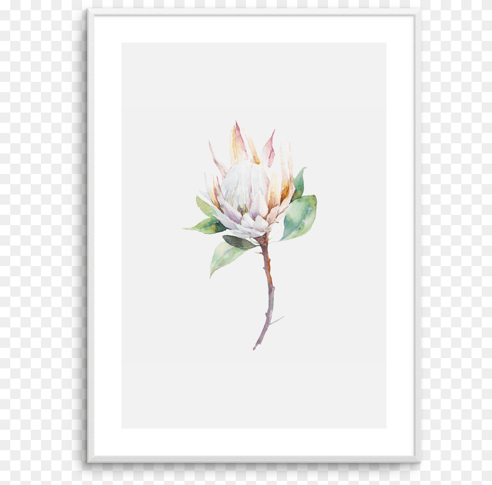 Protea In Watercolour Cool Botanical Canvas Wall Art Frame Black, Leaf, Plant, Flower, Sprout Free Png Download