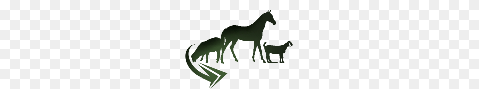 Protecting People Pets Livestock Portal, Silhouette, Animal, Colt Horse, Horse Free Png