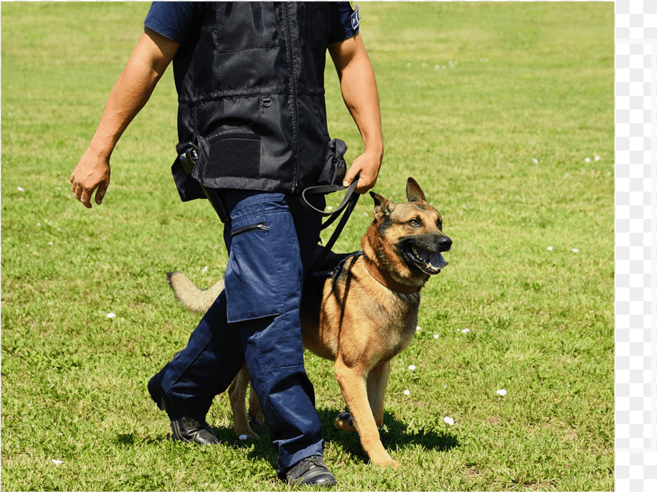 Protection Dog V2 Upd Most Obedient Dog Breeds, Animal, Mammal, Pet, Police Dog Free Transparent Png
