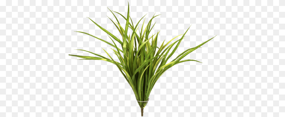 Protectionmagic Sweet Grass, Plant, Potted Plant Png Image