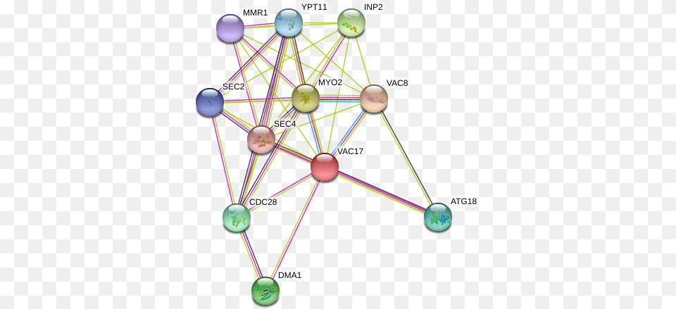 Protein Circle, Network, Sphere, Diagram Free Transparent Png
