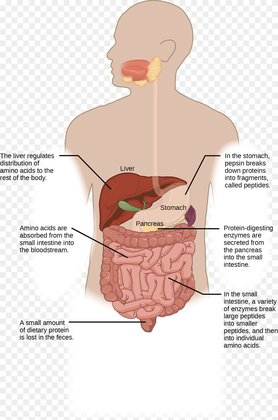 Protein Digestion Begins In The Stomach Where Pepsin Illustration, Body Part, Adult, Male, Man Free Png Download
