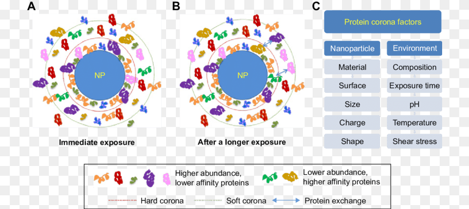 Protein Layer Corona, Art, Graphics, Text Png Image