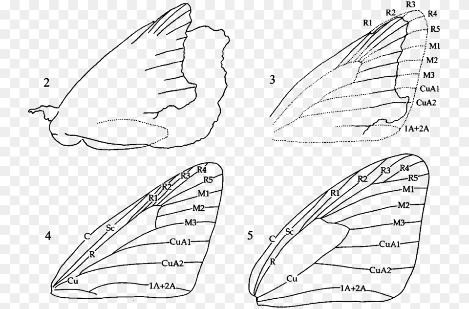 Protocoeliades Kristenseni Outline Of Fossil With Hesperiidae Vein, Gray Free Png