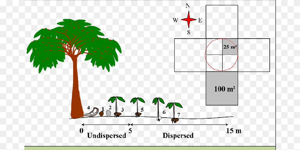 Protocol Used For The Rapid Assessment Of Seed Dispersal, Vegetation, Tree, Plant, Land Free Transparent Png