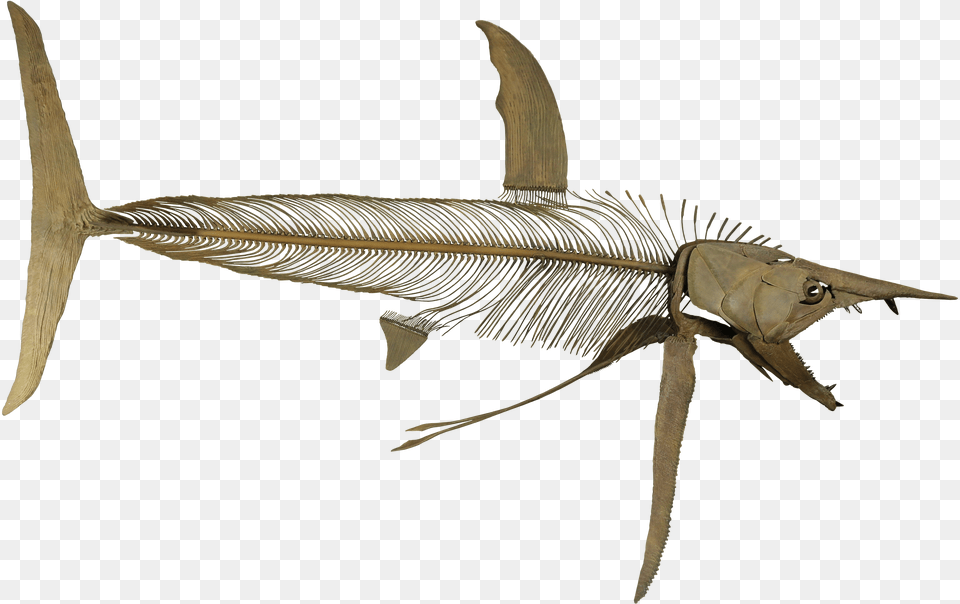 Protosphyraena Perniciosa, Animal, Sea Life, Fish, Swordfish Free Transparent Png