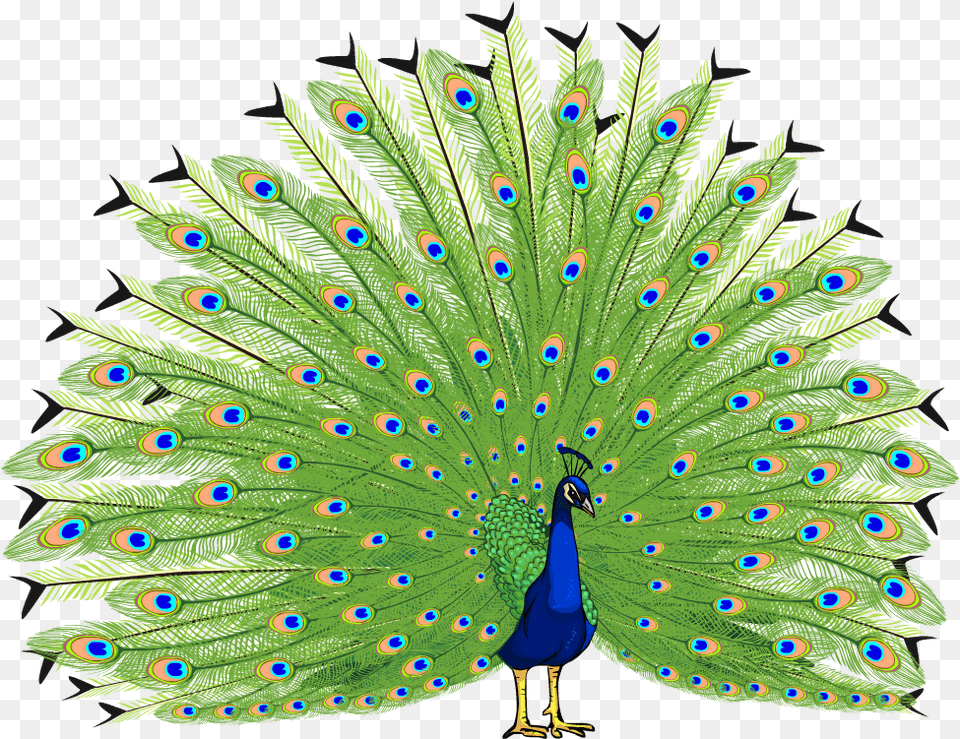Proud As A Peacock Peacock Hd, Animal, Bird Free Transparent Png