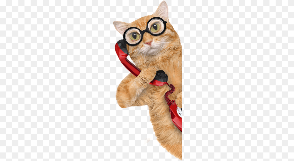 Proudly Serving The Woodlands Conroe Montgomery Cat On A Phone, Animal, Mammal, Pet Free Png Download