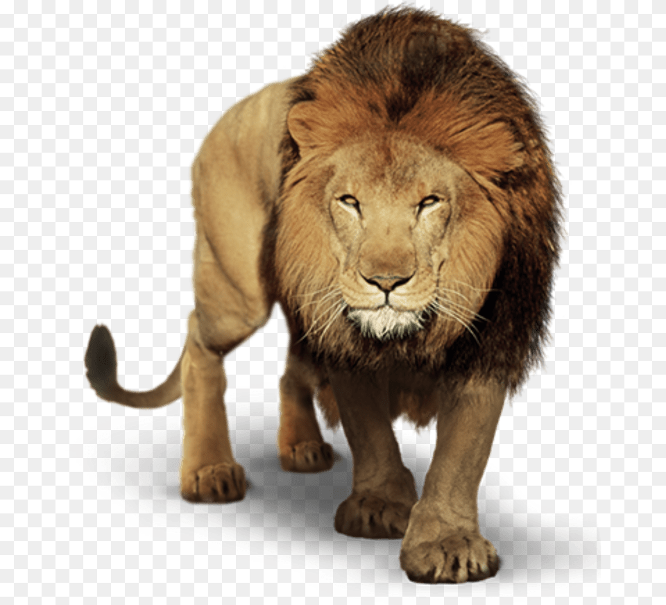 Prowling Lion Picsart Lion, Animal, Mammal, Wildlife Png Image