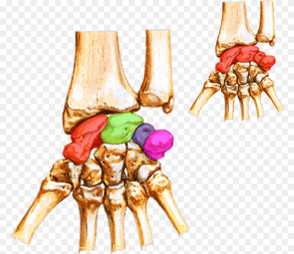 Proximal Carpal Row Bones Tunel Del Carpo Huesos, Ct Scan, Person Png