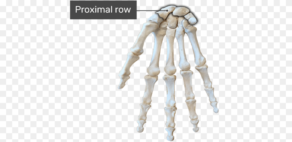 Proximal Row Bone Carpal Bones, Ct Scan, Person Free Png Download