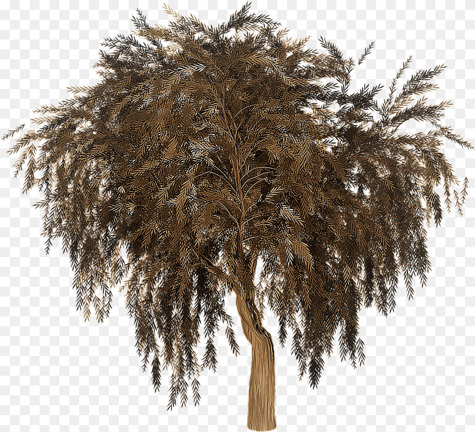 Pruning The Jubilee Tree Marisa Guerinphd Willow Tree Silhouette, Plant, Art, Tree Trunk, Vegetation Free Transparent Png