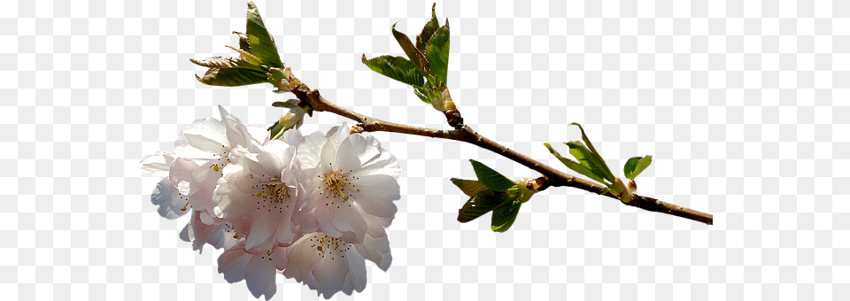 Prunus Flower, Plant, Animal, Insect Png Image