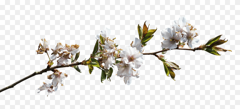 Prunus Flower, Plant, Pollen, Petal Png