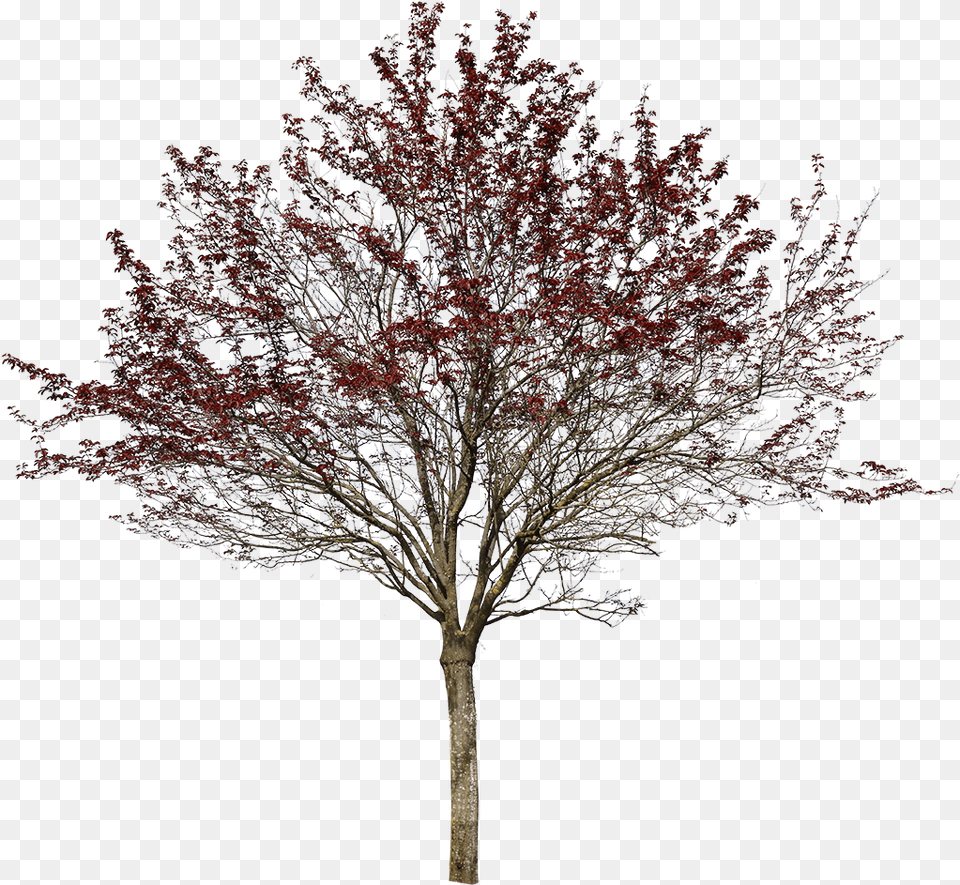 Prunus Cerasifera Var Pissardii Oak, Maple, Plant, Tree, Flower Png Image