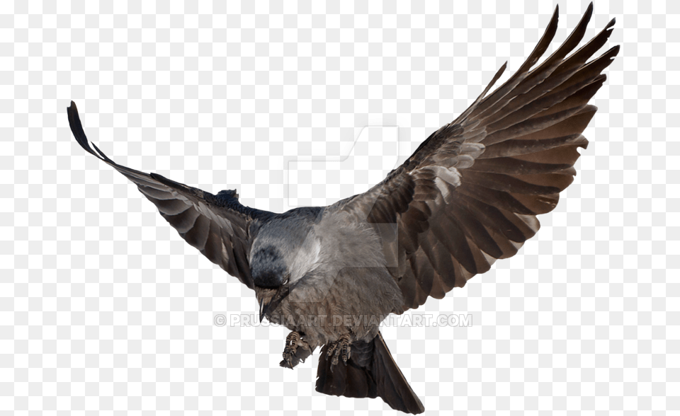 Prussia Clipart Transparent Background Raven Flying Transparent Background, Animal, Bird, Pigeon, Blackbird Free Png Download
