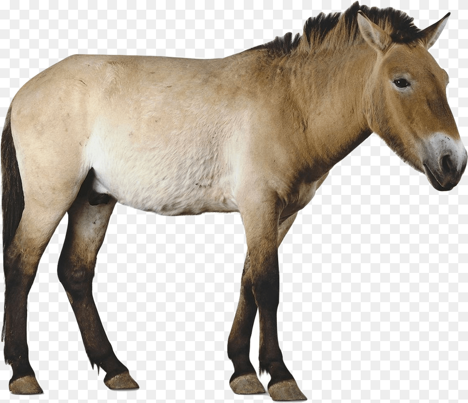 Przewalki S Horse Przewalski39s Horse Transparent Background, Animal, Mammal, Colt Horse Free Png