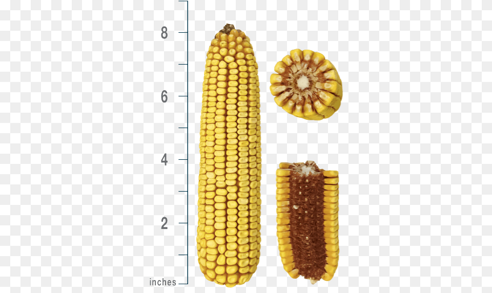 Ps 2790 Corn On The Cob, Food, Grain, Plant, Produce Free Png