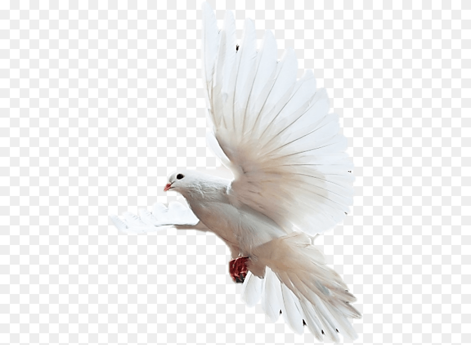 Psalms 65, Animal, Bird, Pigeon, Dove Png Image