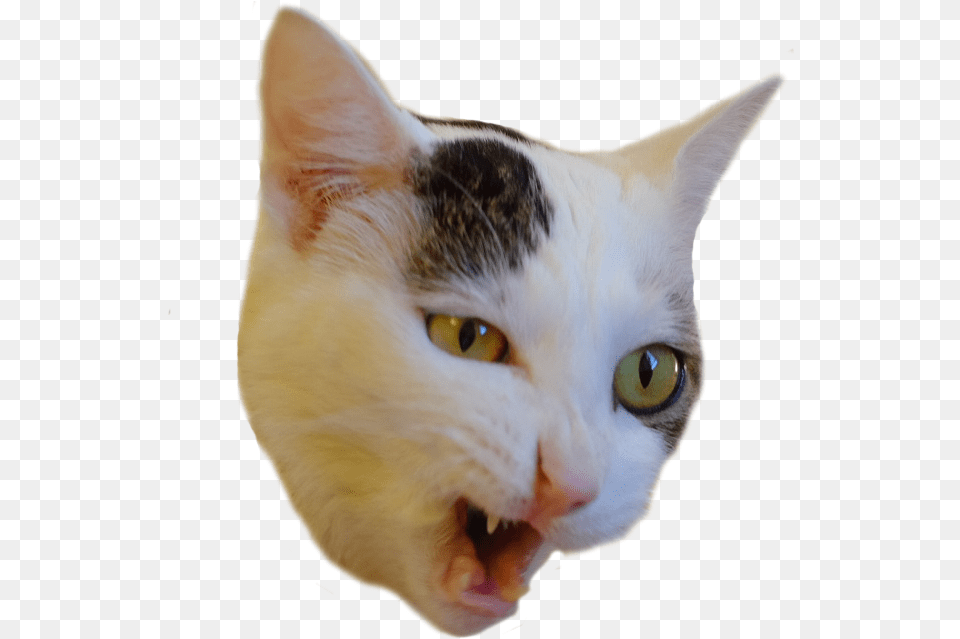Psbattle At Prospect Of Eating Food Cutouts Cat Eating, Animal, Mammal, Pet Free Png Download