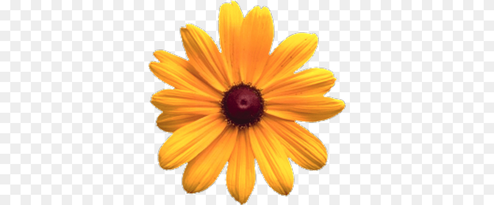 Psd Detail Flower Official Psds Maryland39s Flower, Daisy, Petal, Plant, Anemone Free Transparent Png