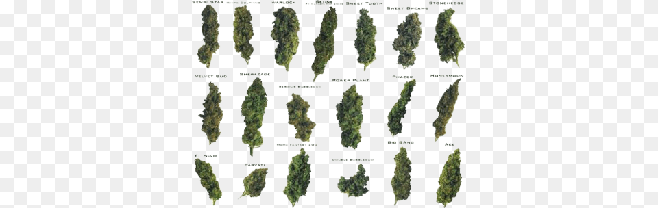 Psd Detail Marijuana Bud Different Strains Of Weed, Plant Free Png