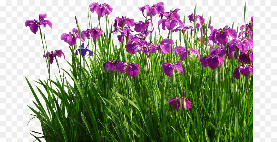Psd Flower Garden Grass, Iris, Plant, Purple, Geranium Png Image