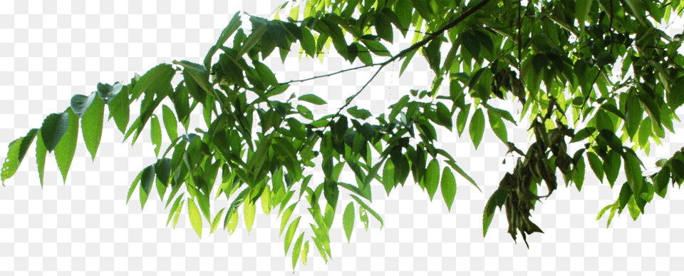 Psd Official Psds Hanging Tree Leaves, Green, Leaf, Plant, Vegetation Free Png