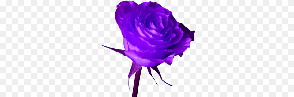 Psds Purple Rose Images Purple Rose, Flower, Plant, Petal Free Png