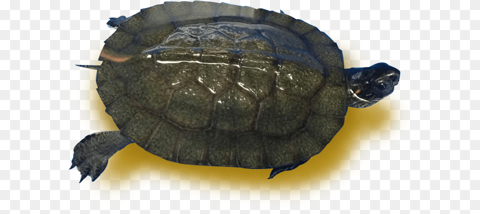 Pseudemys Concinna Concinna, Animal, Reptile, Sea Life, Tortoise Free Transparent Png