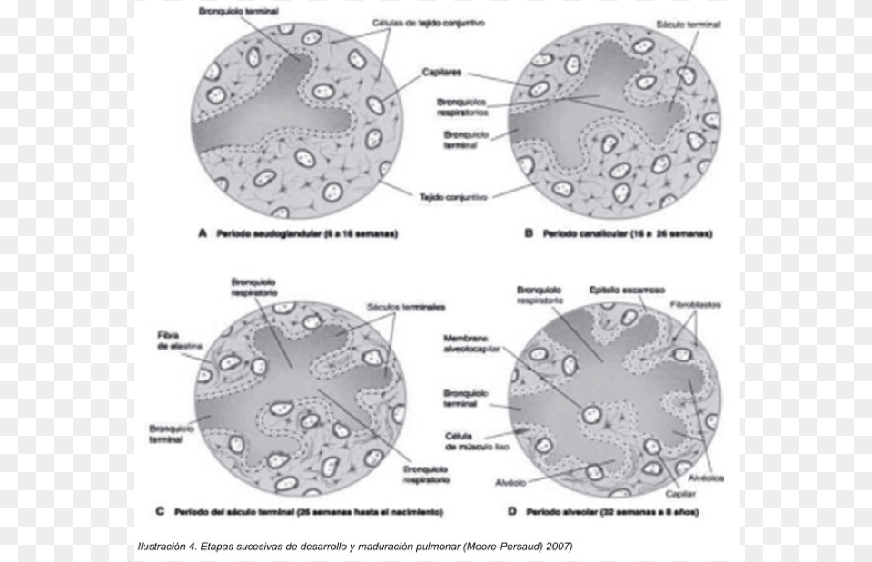 Pseudoglandular Stage Free Png