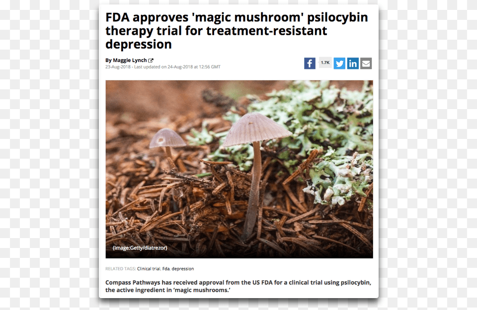 Psilocybin Fda Magic Mushrooms Growing In Cow Poop, Fungus, Plant, Agaric, Mushroom Free Png